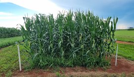 Uso de capins como braquiária aumenta produtividade da soja e melhora saúde do solo