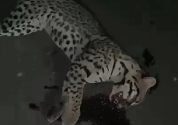 Vídeo: Jaguatirica é atropelada em rodovia do Sertão de Alagoas