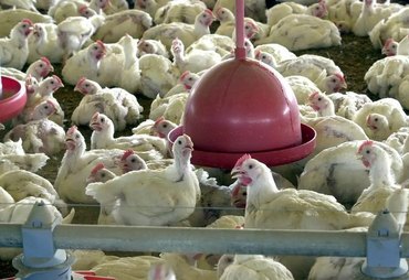 Gripe aviária: África do Sul e Cingapura retomam importação de frango brasileiro