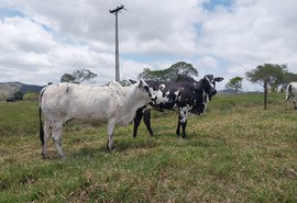 Expoagro-AL estreia julgamento da raça Nelore Pintado