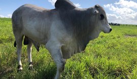 Lotes do Reprodutores Provados serão apresentados durante Dia de Campo