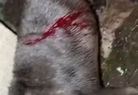 Tutor encontra pit bull ferida com golpes de facão em Arapiraca