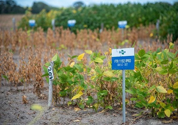 Diário Oficial publica índice de risco climático para o plantio de soja em Alagoas