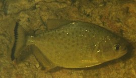 Banhistas são atacados por piranhas em Traipu