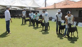 Campeonato Brasileiro Santa Inês já conta com 400 animais inscritos