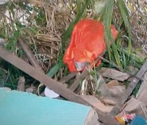 Deslizamento de barreira destrói parte de casa no Flexal de Cima