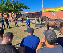 Expoagro: curso qualifica criadores para a apresentação e preparação do mangalarga marchador