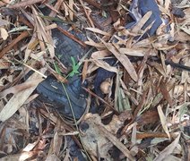 Ossada humana é encontrada em área de mata às margens da BR-101 em Pilar