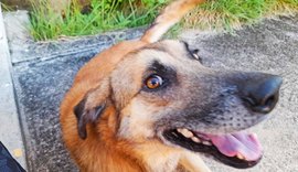 Estudante faz vaquinha virtual para evitar sacrifício do cãozinho de estimação