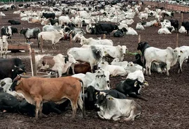 Sobe o abate de bovinos e suínos e cai o de frangos, aponta IBGE