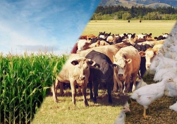 Valor da Produção Agropecuária é estimado em R$ 572,9 bilhões