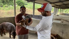 Quarta etapa de vacina contra peste suína clássica vai até o dia 15 de julho