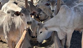 MDA financia transferência de embriões na agricultura familiar