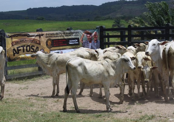 Adeal inicia segunda etapa da campanha de vacinação contra aftosa