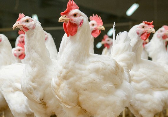 União Europeia decide proibir exportação de frango brasileiro para a região
