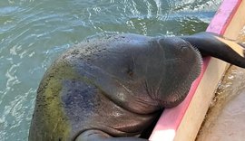 Santuário do peixe-boi transforma Alagoas em referência mundial