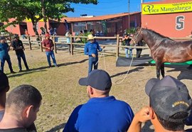 Cavalos Mangalarga Marchador disputam etapa nordestina em Maceió