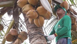 Inovação: cooperativa empresta dinheiro e produtor paga com coco