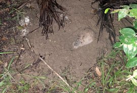 Jovem é morto e tem corpo concretado em área de mata, no Benedito Bentes