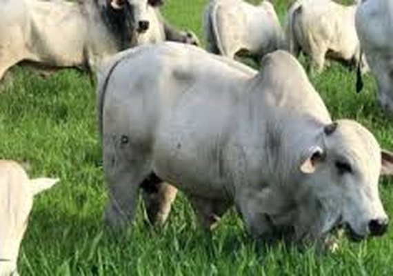 Mega Touros SMP é um dos principais fornecedores de nelore no Brasil