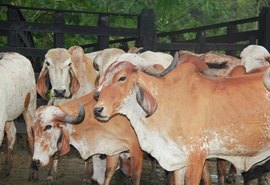 Melhoramento genético do rebanho é destaque na Expogenética