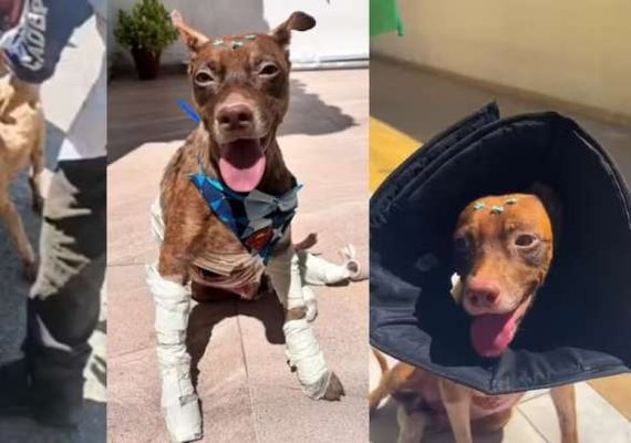 Cachorro arrastado por carro recebe alta e ganha lar temporário