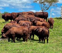 Leilão Fazenda Mangabeira oferta santa gertrudis de referência