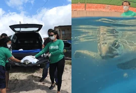 Após meses em reabilitação, tartaruga-oliva é devolvida ao mar em Alagoas