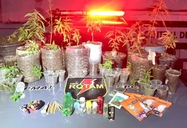 Cultivo ilegal é descoberto no Centro de Satuba e leva homem à prisão