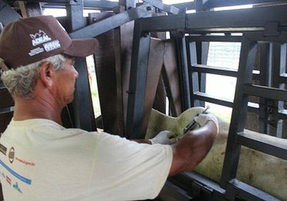 Prazo para vacinação contra aftosa encerra dia 31 e não será prorrogado