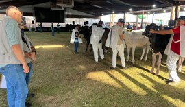 Etapa do Circuito Megaleite movimenta pistas da Expoagro e garante pontuação nacional ao rebanho Girolando