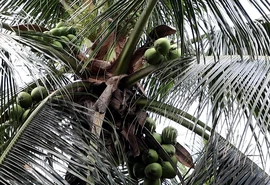 Mercado aquecido estimula cultura do coco em AL