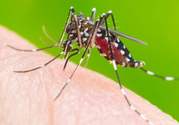 Aumento alarmante: Dengue cresce 114% em Maceió comparado a 2023