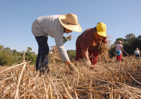 Conab e Sebrae firmam parceria para fortalecer pequenos agronegócios