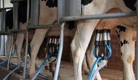 Crise do leite se aprofunda e Alagoas pode perder meio bilhão ao ano