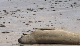 Xuxa cobra justiça por morte brutal de animal em praia de Alagoas