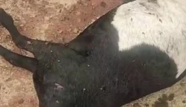 Moradores fazem vigílias para tentar capturar animal misterioso que mata rebanhos em AL