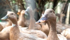Produção de foie gras é proibida no Brasil após sanção de nova lei