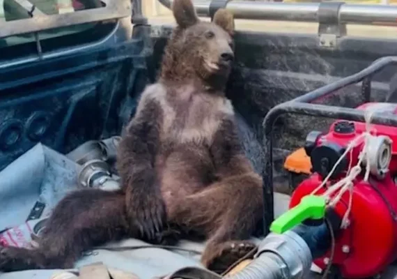 Urso come mel alucinógeno na Turquia e precisa ser resgatado