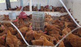 Coopcaf consolida produção de ovos caipira na agricultura familiar