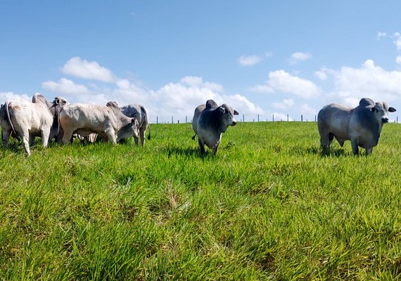 Catálogo com lotes do Leilão Reprodutores Provados já está disponível na Agreste Leilões