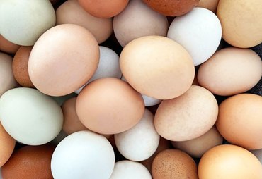 Consumo de ovos deve chegar a 307 unidades por pessoa em 2026