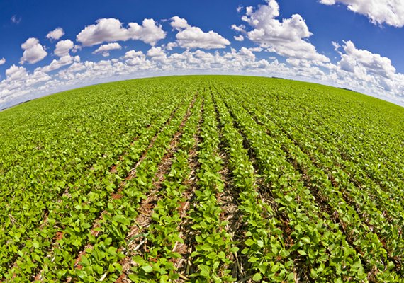 Mudanças que encarecem o Proagro devem inviabilizar produção agrícola em Alagoas