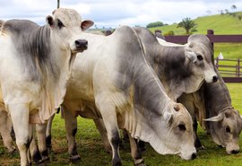 Programa Mais Pecuária Brasil será lançado no dia 14 na cidade de Penedo