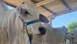 Parque da Pecuária começa a receber animais da 71ª Expoagro Alagoas