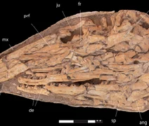 Cientistas identificam ''Tiranossauro dos oceanos''
