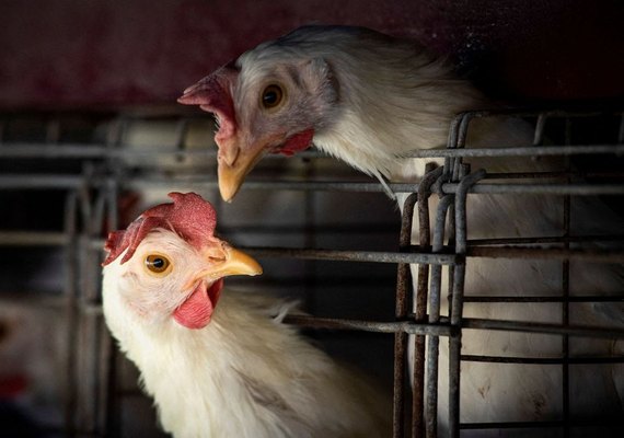 Gripe aviária: governo investiga 9 casos suspeitos no Brasil