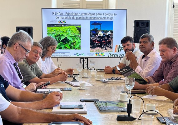 Agricultura busca parcerias para melhorar qualidade genética da mandioca