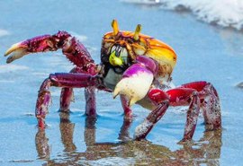 Defeso do caranguejo-uçá começa em Alagoas; captura e venda estão proibidas até abril