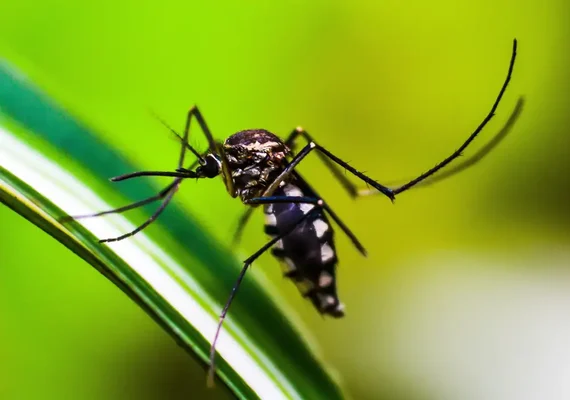 Queda de casos de dengue no Brasil deve se manter até o fim de novembro